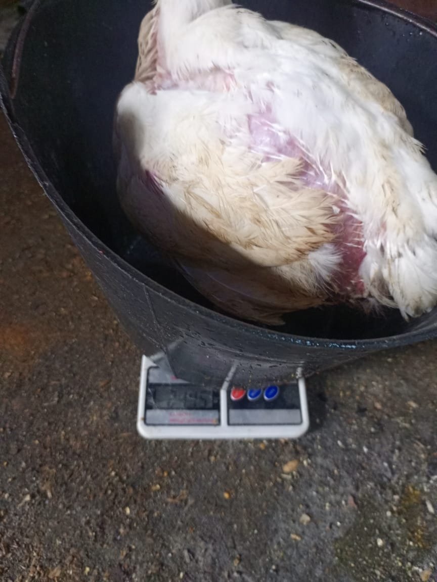 KFB broiler chicken being weighed