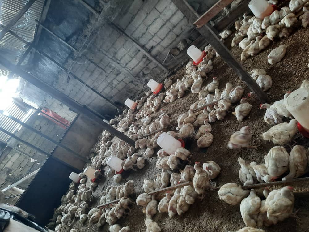 KFB broiler chickens inside the poultry house